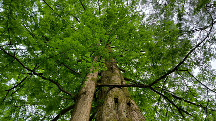 Fototapeta premium dawn redwood metasequoia glyptostroboides tree