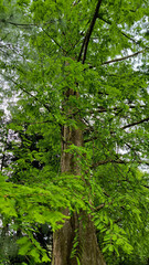 dawn redwood metasequoia glyptostroboides tree
