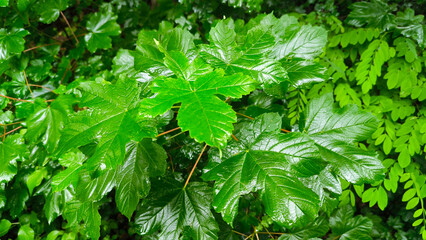 wet green maple leaves close up