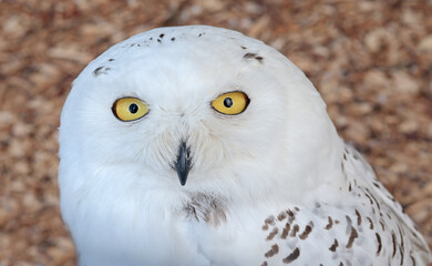 Fototapeta premium White polar owl in zoo. Wild bird of prey. Structure of tundra owls with white plumage. 