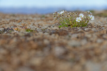 Hornkraut (Cerastium)