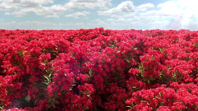 Slow motion Closeup Filed of Lagerstroemia Indica Red flower in the blue sky background. 3D Animation.