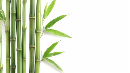 bamboo isolated on white