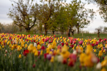 Blühende Tulpen