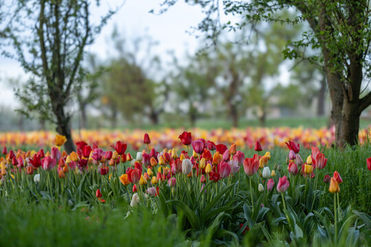 Bl&uuml;hende Tulpen