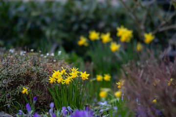 Osterglocken im Garten