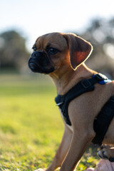 Sitting one Pug dog sunset park picnic closeup