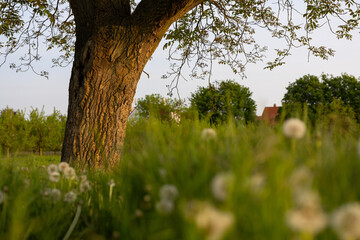 Baum in einer Wiese