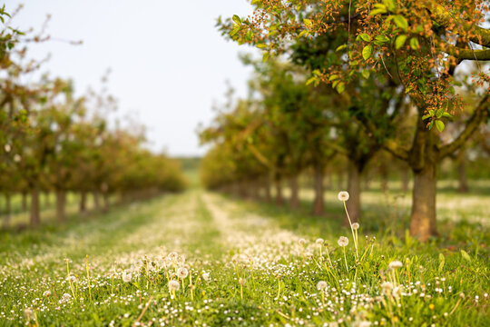 Bl&uuml;hender L&ouml;wenzahn in einer Obstbaumplantage