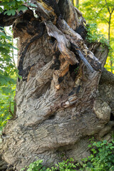 Mächtiger alter Baumstamm