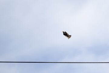 Vogel fliegt von einer Stromleitung weg