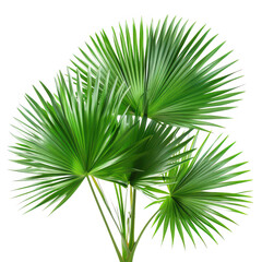 Close-up of a Vibrant Green Tropical Palm Leaf Plant on a White Background