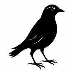 Bird Black silhouette