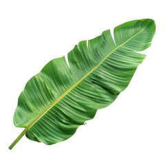 High-resolution botanical image of a vibrant green tropical leaf on white background