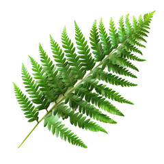 Close-Up Photo Of A Fern Snowshoe Plant Leaf With Detailed Green Leaves