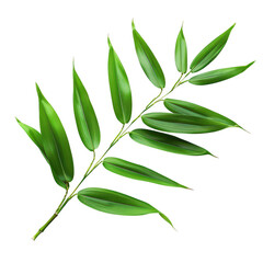 Close-up of Green Bamboo Leaves on White Background Emphasizing Simple Nature Beauty