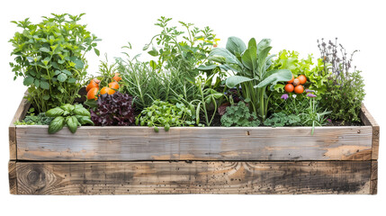 Fresh herbs, leafy greens flourish in rustic wooden planter,  superfoods, healthy food, eco gardening. Isolated on white background