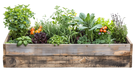 Fresh herbs, leafy greens flourish in rustic wooden planter,  superfoods, healthy food, eco gardening. Isolated on white background