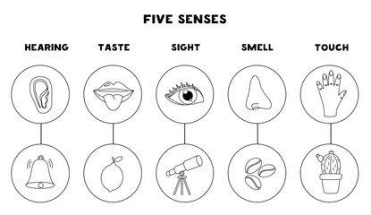 Five senses organs, vector illustration. Sight hearing taste touch smell. Black and white worksheet.