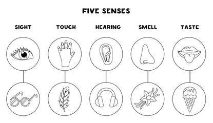 Five senses organs, vector illustration. Sight hearing taste touch smell. Black and white worksheet.