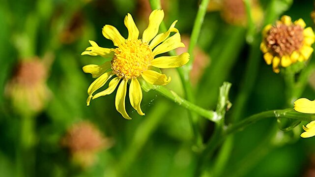 The common groundsel in summer with flowers in Germany, closeup of the flowers