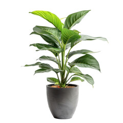 Vibrant Green Potted Plant Displayed in Gray Container with a Neat Soil Base