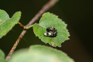 Black and white caterpillar on a green leaf in the forest