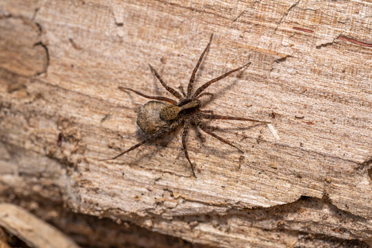Pardosa wolf spider on a tree trunk in the forest 