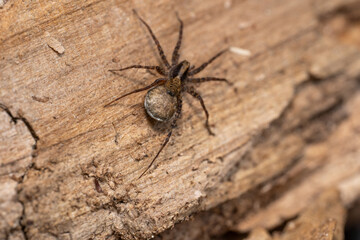 Forest wolf spider on a tree trunk