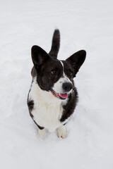 Dog. Welsh corgi Pembroke. A smiling purebred dog in the snow. Portrait