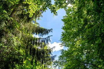 View from bellow of tall forest trees with blue sky in summer 