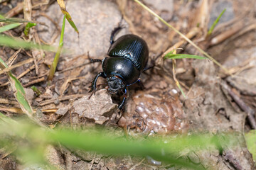 Black dung beetle on the forest floor