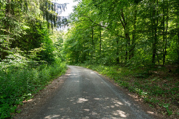 Obraz premium Forest with gravel road in summer