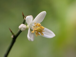 lime flower with blur background