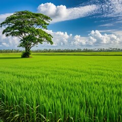 Solitary Tree in a Verdant Field: A lone tree stands tall against a backdrop of vibrant green rice fields, its branches reaching towards a sky painted with fluffy white clouds. A serene landscape brim