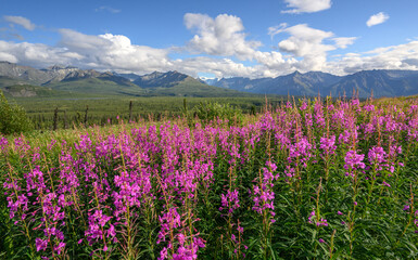 Fireweed Season