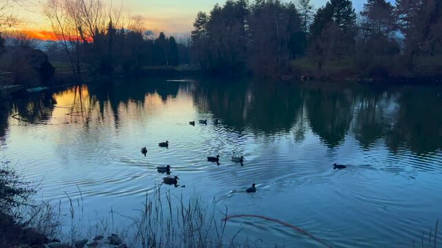 mallards with chicks at sunset in a staglio of the Pellerina park in Turin . High quality 4k footage