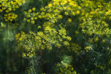 Background with dill umbrella closeup. Garden plant.
