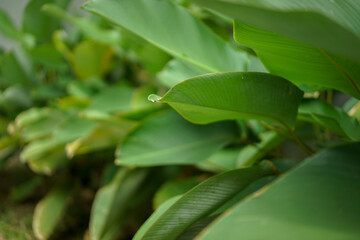 Calathea lutea leaves that can be used as decoration at garden.