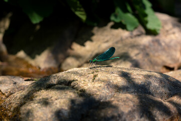 Demoiselle Libellule