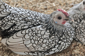 Rooster, hen on private farm in chicken coop close up. Comb and beak. Poultry farming and agriculture. Pure bred. 