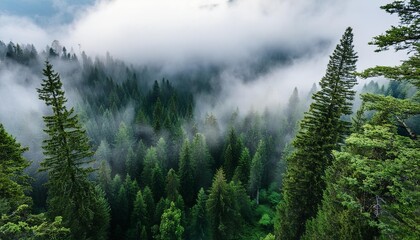 Veiled Wilderness: Towering Trees in Foggy Landscape