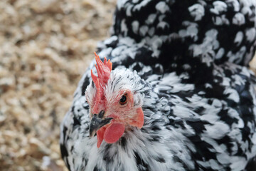 Hen on private farm in chicken coop close up. Comb and beak. Poultry farming and agriculture. Purebred breeding. 