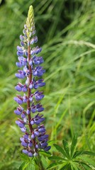 blume, lila, natur, lavendel, pflanze, feld, frühling, sommer, flora, aufblühen, pink, makro, gras, wild