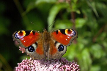 falter, insecta, natur, blume, peacocks, sommer, makro, wild lebende tiere, Schmetterling