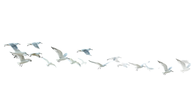 Flock of seagulls isolated on a transparent background, PNG
