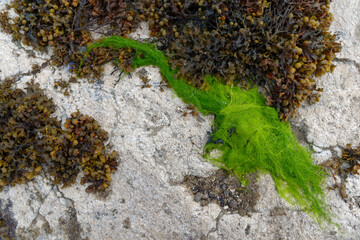 Algen am Strand