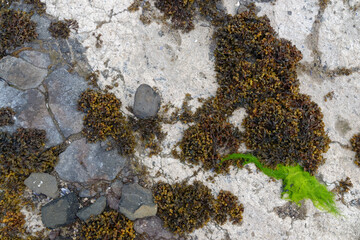 Algen am Strand