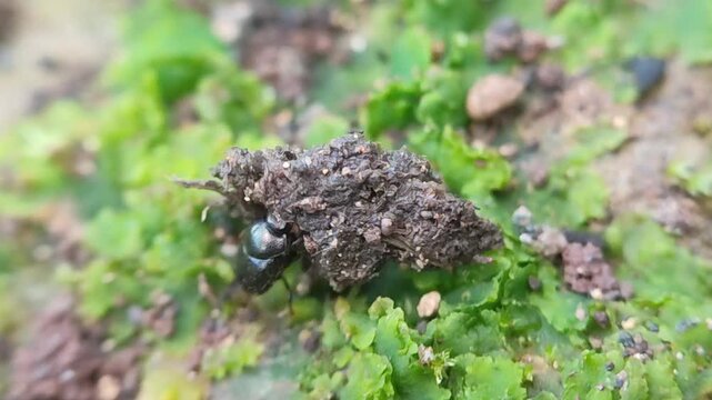 dung beetle on the ground