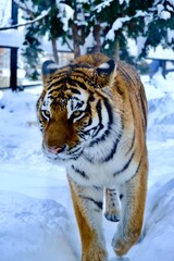 Winter's Fierce Beauty: The Asahikawa Tiger in its Snowy Domain